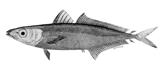 Decapterus macrosoma Bleeker, 1851
